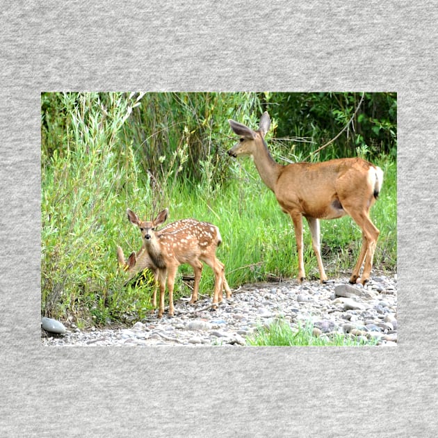 Baby Deer by Scubagirlamy